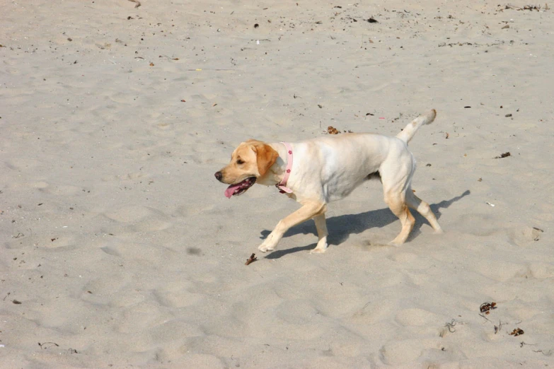 a dog walking across a sandy beach