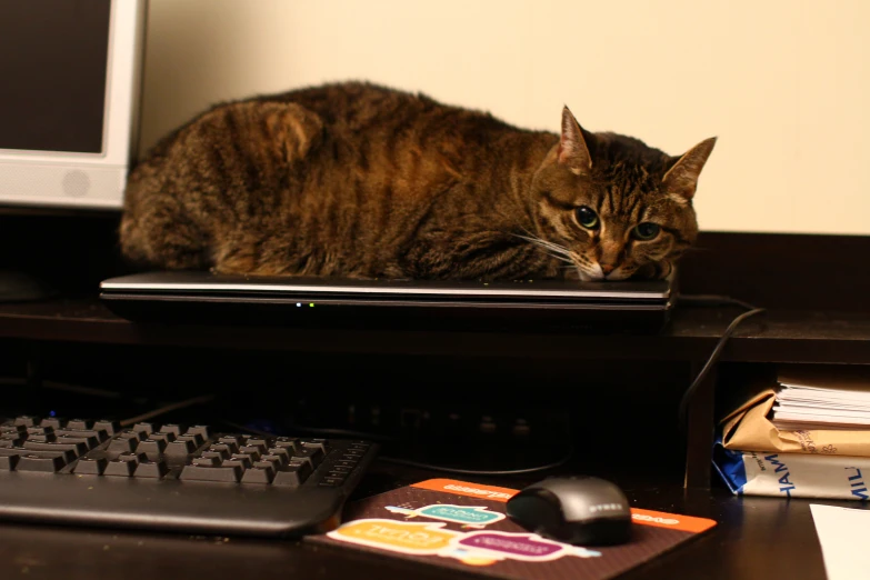 a cat resting on top of the keyboard of a computer