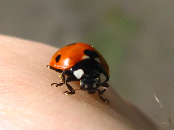 a lady bug is sitting on someone's finger