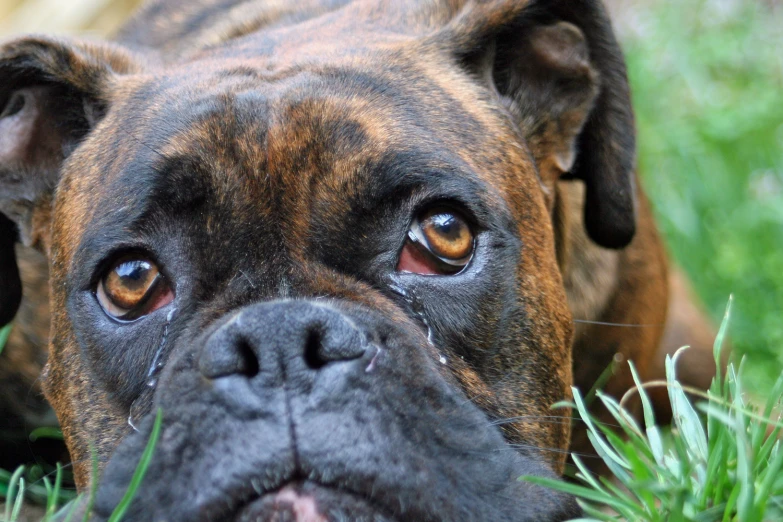 a dog laying in the grass with it's mouth open