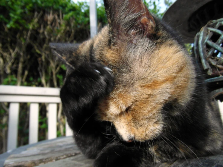 a cat with its eyes close up as it lays on the ground