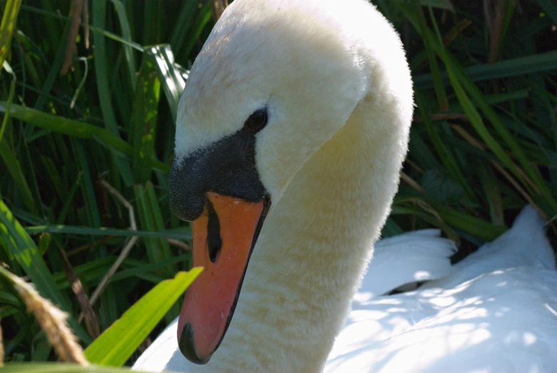 there is a swan that is in a body of water