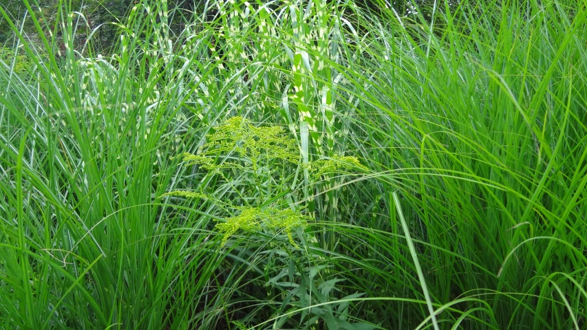 green plants with thin, green foliage in the foreground