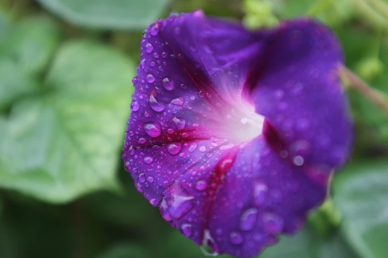 the flower with drops of water is pictured in this close up image