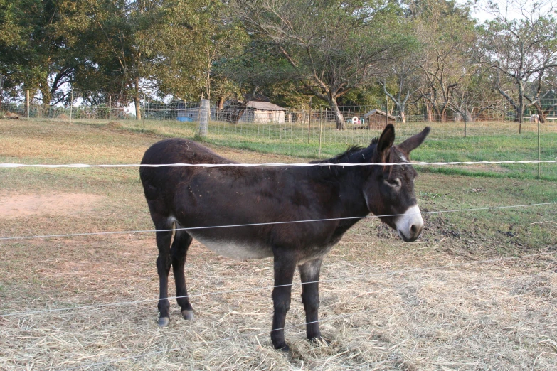 a donkey with the face obscured by barbed wire fence