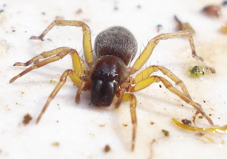 a large spider sitting on a floor with many bugs