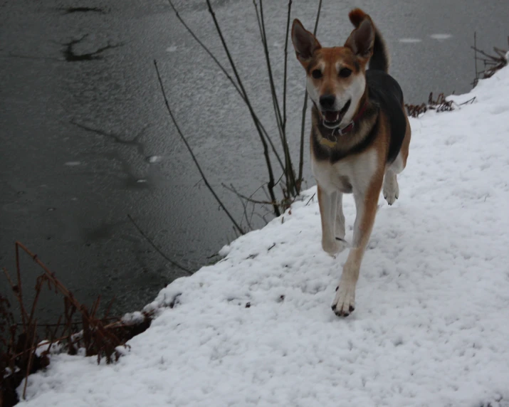 a dog running through the snow toward a pond
