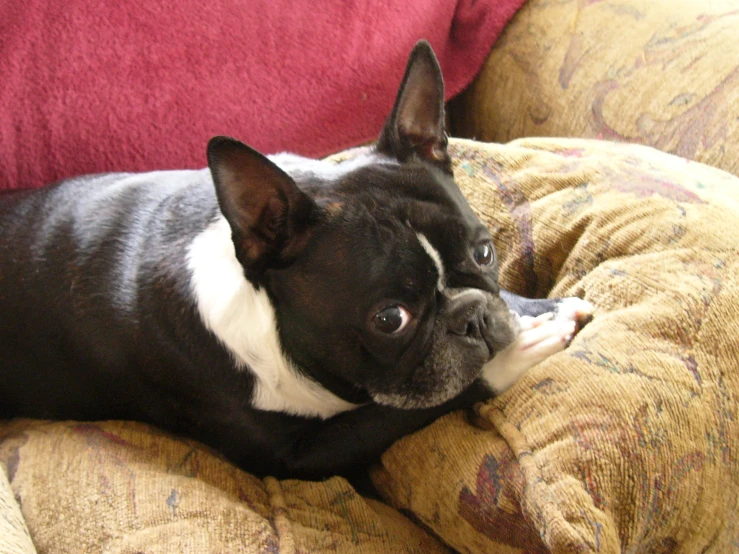 a dog laying down on a pillow that is on the couch