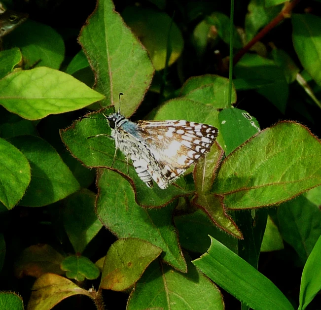 a blue and white erfly on some leaves