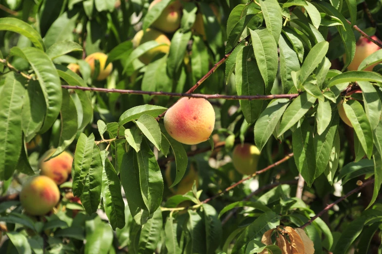 several fruit on trees that have just been picked from them