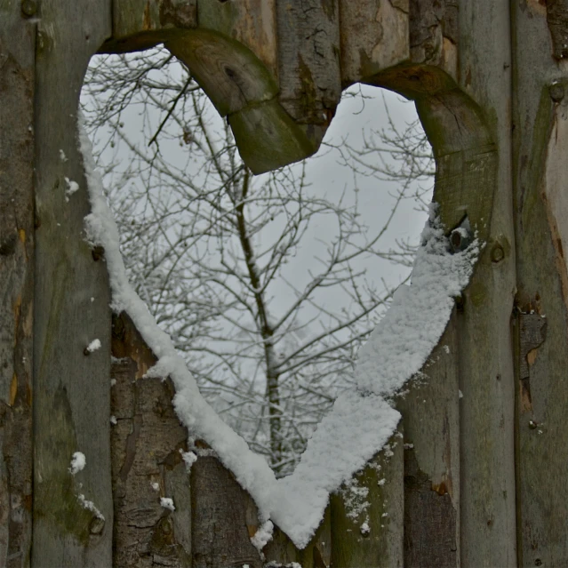 a heart shaped tree nch in front of a wooden fence