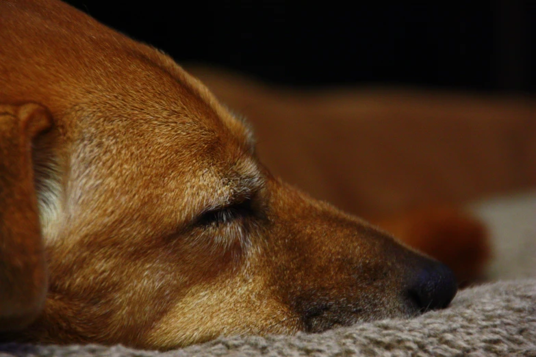close up of dog's face sleeping on carpet with head slightly up