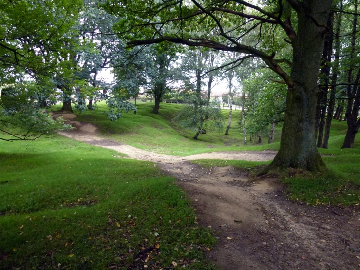 a dirt path runs through a forested area