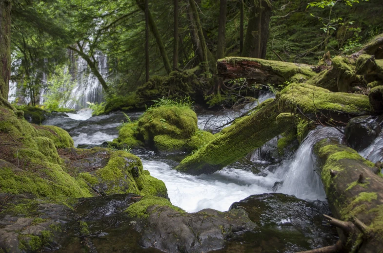 a creek running through a lush green forest