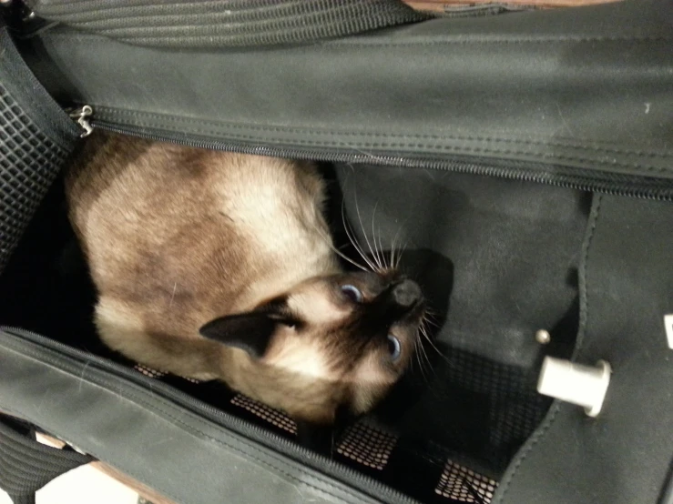 siamese cat laying in a bag, with its head down