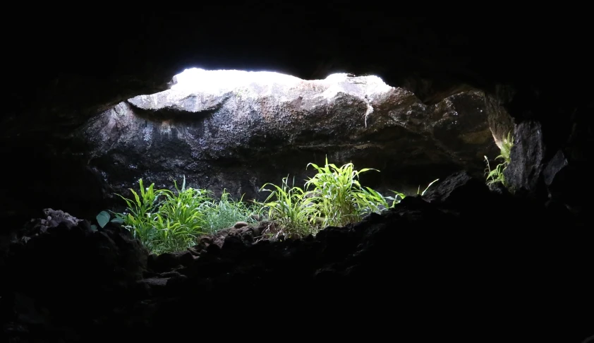 light streaming through the darkness over some plants