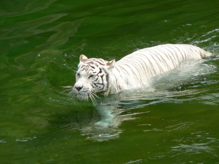 a white tiger swims through green water