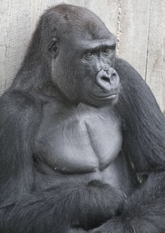 a gorilla looks at the camera while it holds his paws on his lap