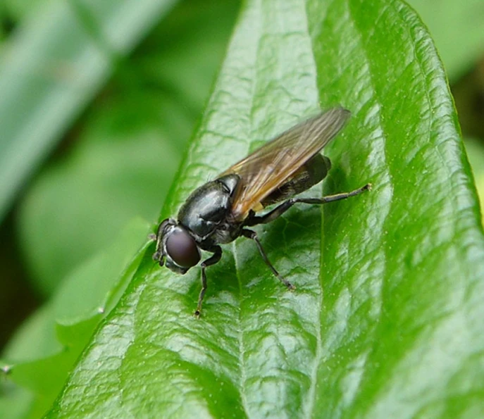 a fly on a green leaf is looking for prey