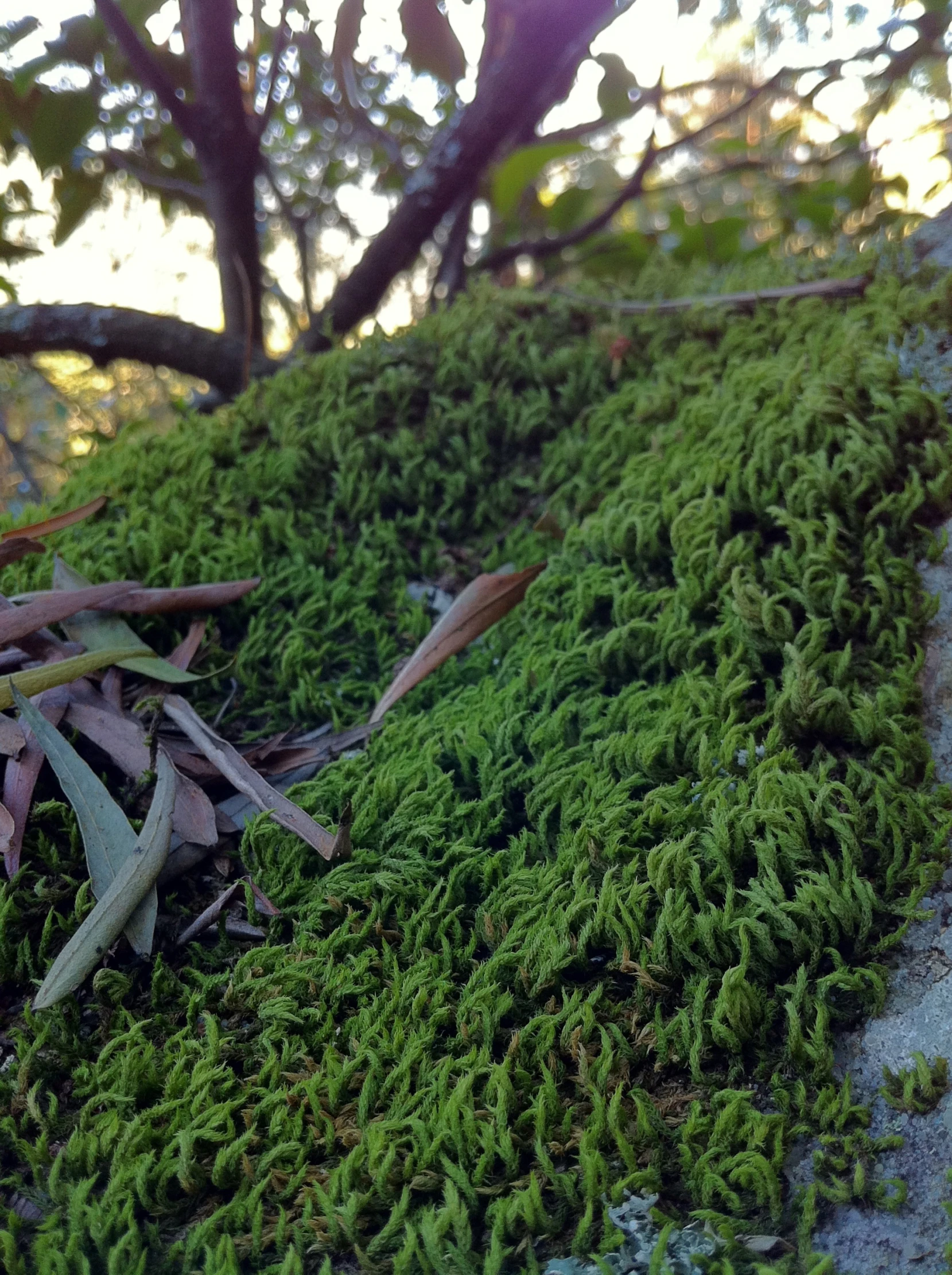 a stone surface covered in green moss next to a tree