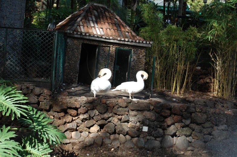 two large white birds sitting next to each other near a building