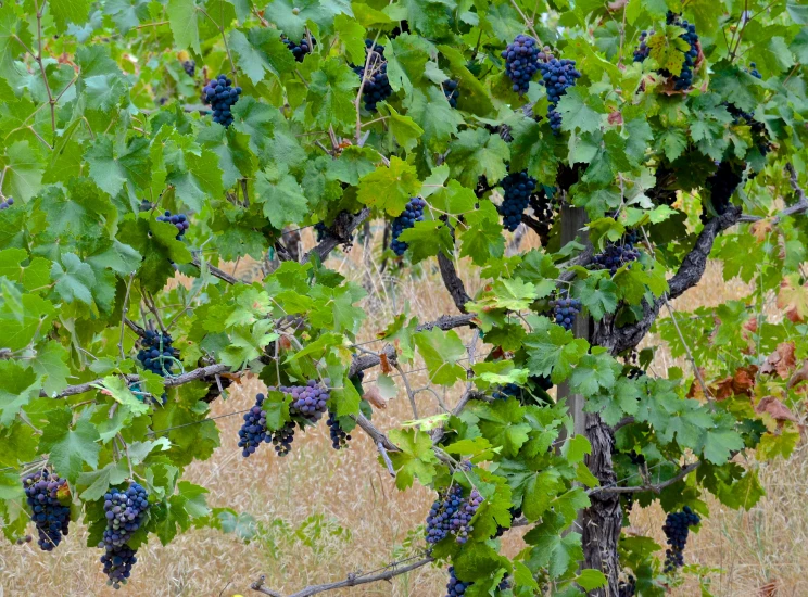 a large bunch of gs hanging from a tree