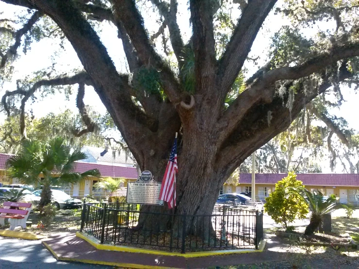 the large tree in front of the parking lot has been decorated with an american flag