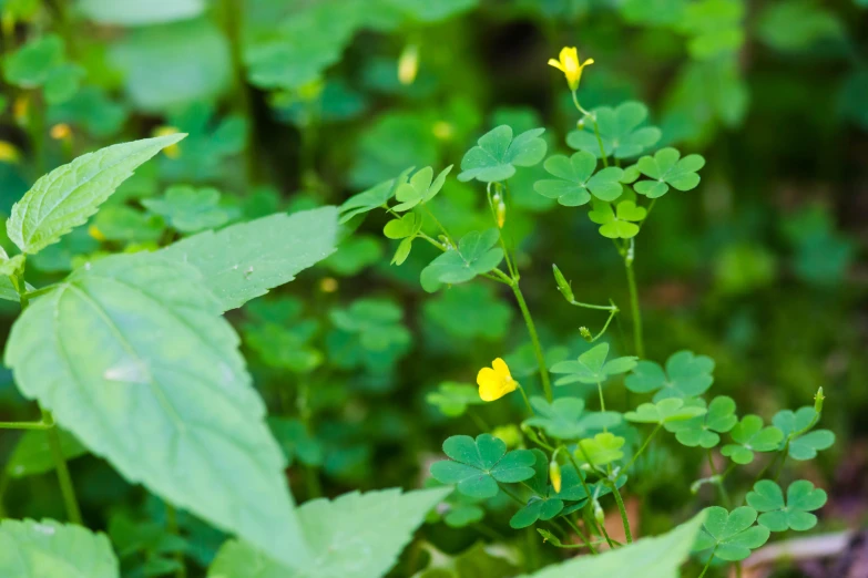 a close up of green plants with yellow flowers in the background