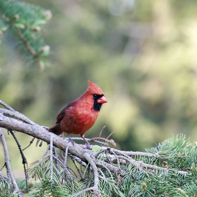 a red bird is perched on a nch