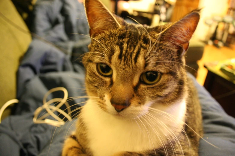 cat sitting on a bed staring at the camera