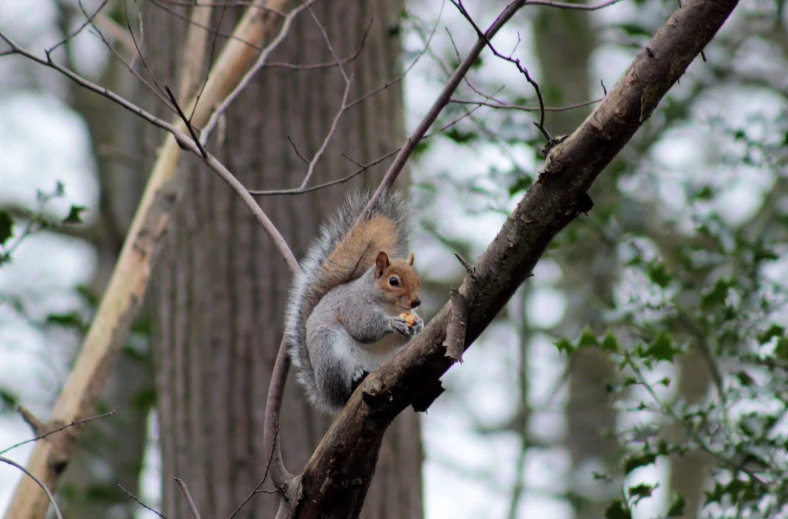 a squirrel with a piece of food in his mouth is standing on the nch