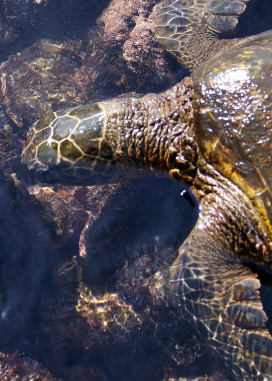 a turtle swims in the water and looks straight ahead