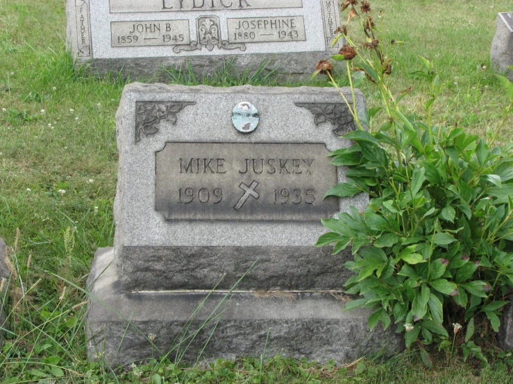 two headstones and a shrub on grass next to stones