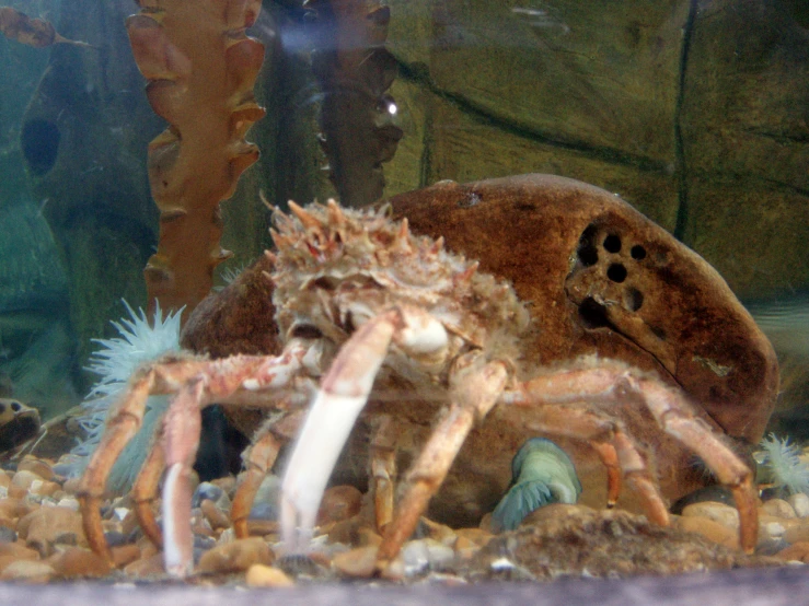 a large lobster sitting on top of rocks near the water