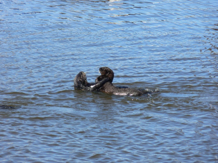 two animals in the water near one another