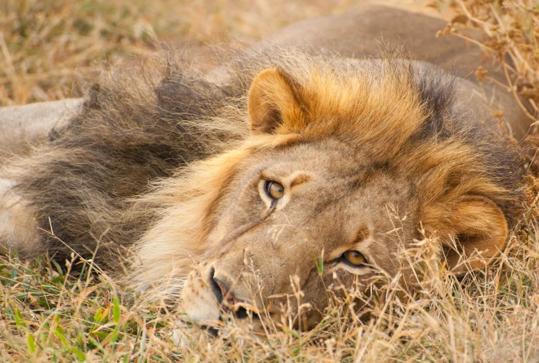 the lion is resting in the grass with his head turned