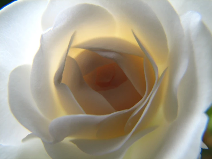 the center of a white flower with lots of leaves on it