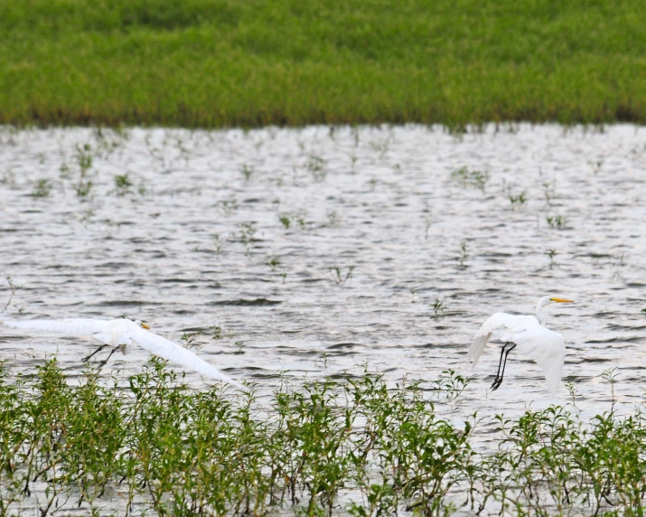 a large bird sitting on top of a body of water