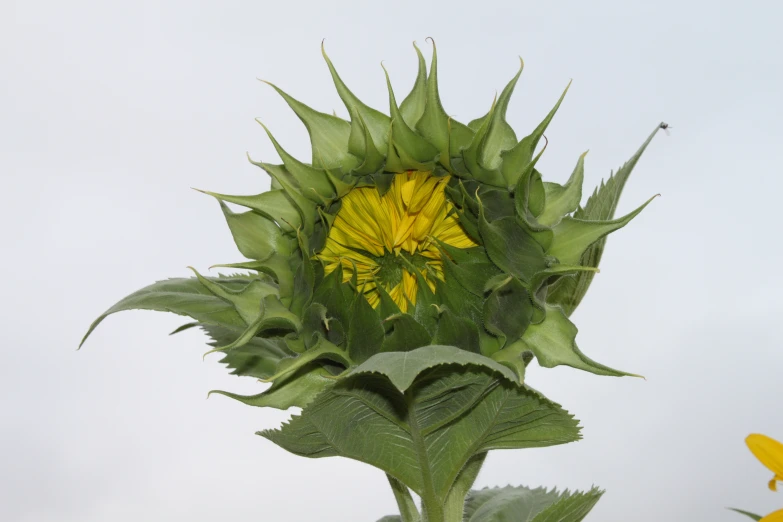 a sunflower with leaves and yellow flower head