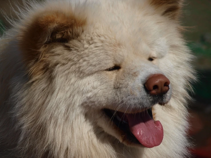 a close up of a furry looking dog