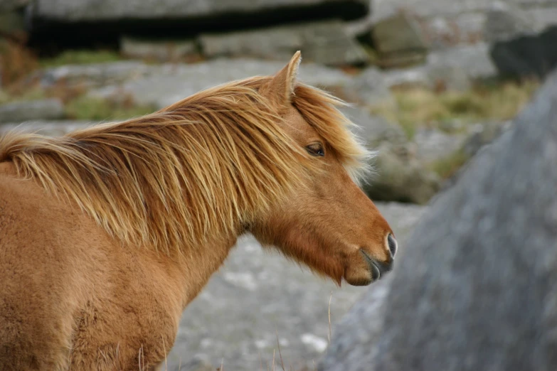 there is a horse that has long hair