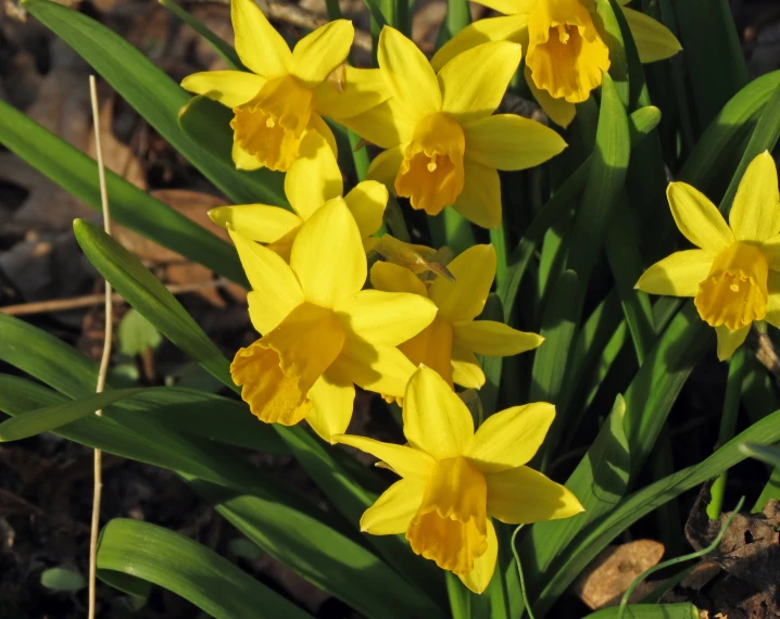 a bunch of yellow flowers are growing near a grass field