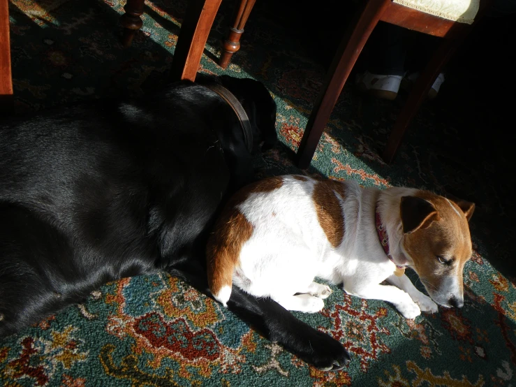 the two dogs are laying down together on the carpet