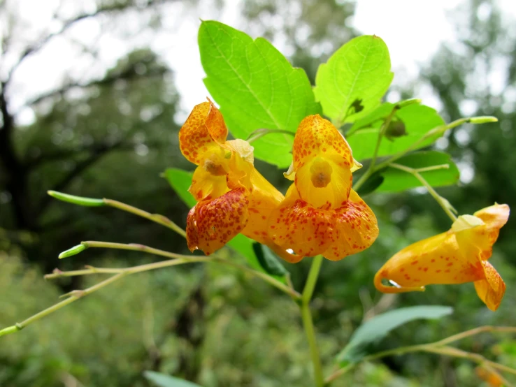 an orange and yellow flower on the stem of a plant