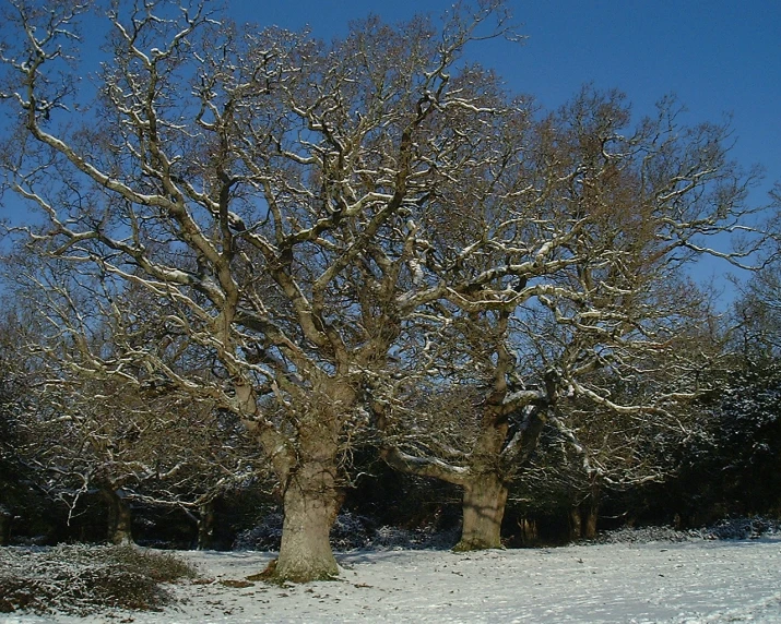 a field with snow and trees covered in snow