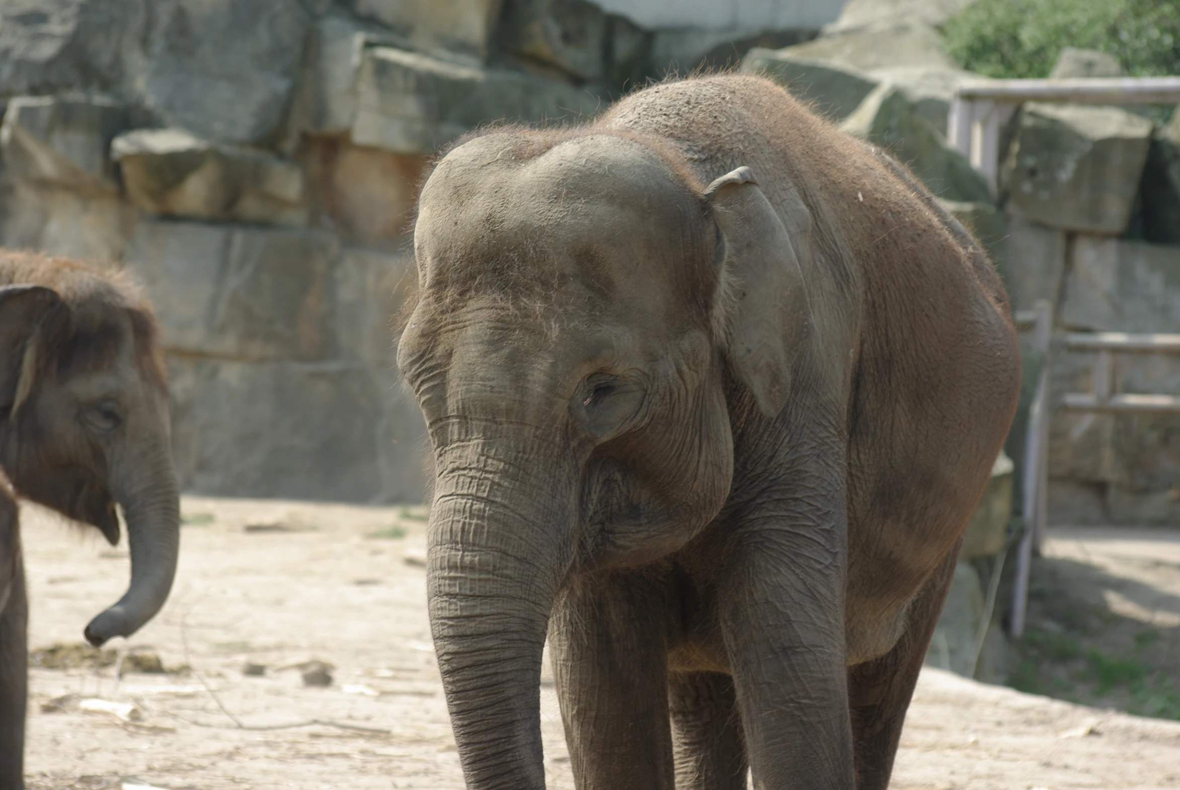 two elephants walking next to each other on a sandy area