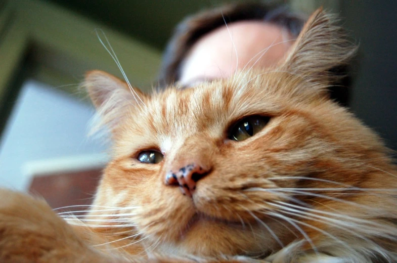 the cat is looking up and has his face near a woman's head