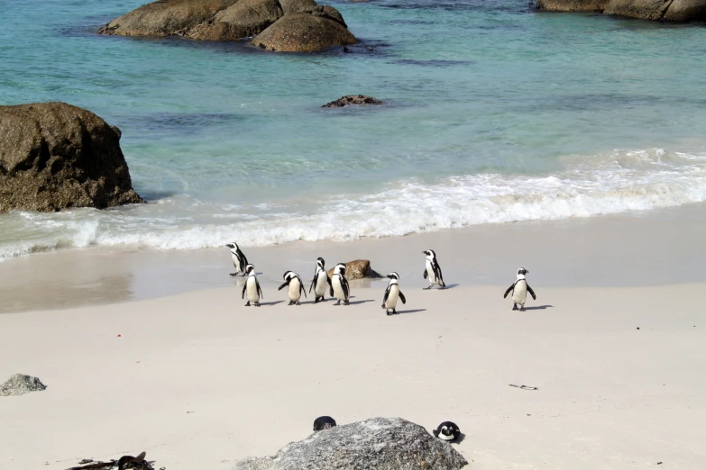 two penguins walking in sand near the water