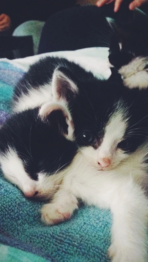 a small kitten sleeping next to a baby kitten