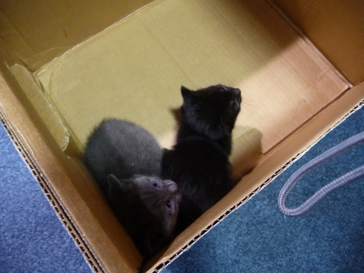 two kittens are laying in a box on a couch